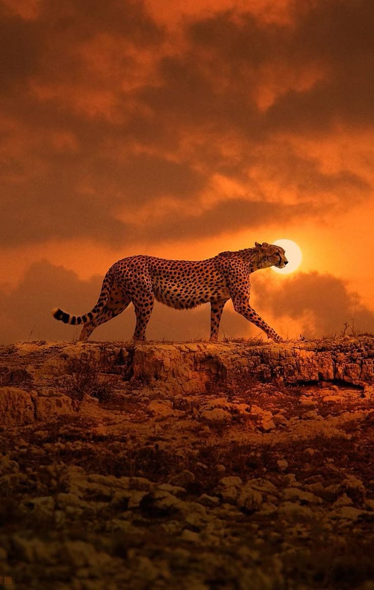 Cheetah walking across Tanzania plains at sunset