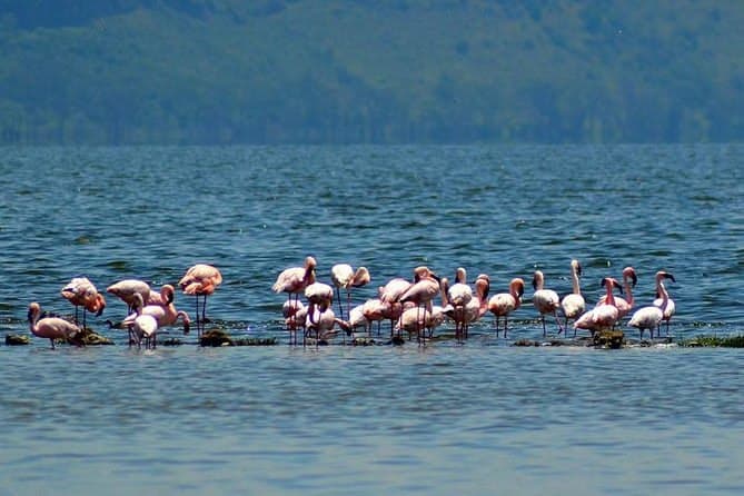 Extended group safari to Kenya's top four wildlife destinations