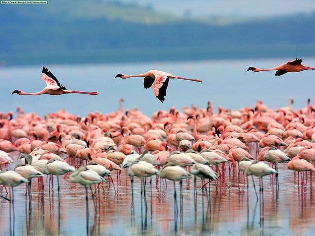 4 Days Mara & Lake Nakuru Group Safari