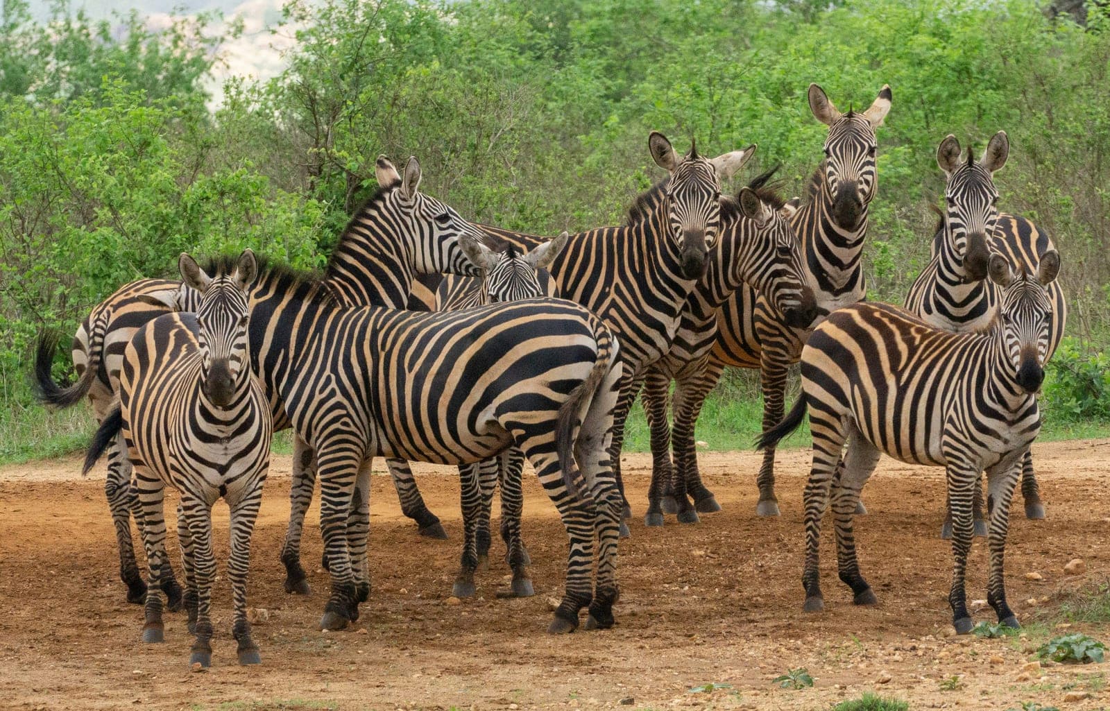 Amboseli Tsavo Gateway Luxury Safari